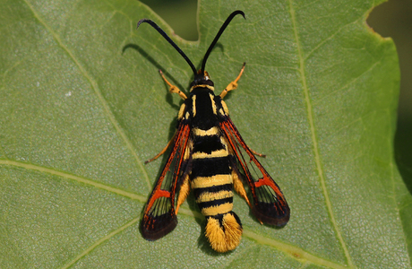 Wespen-Glasflügler (Synanthedon vespiformis) - © Leo Kuzmits
